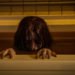 2020’s The Grudge is glum horror for a nihilistic season