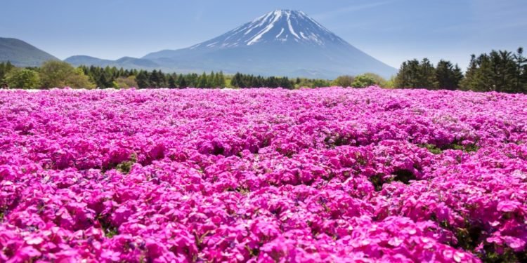 9 Whimsical Spring Flower Blooms We’re Dreaming About