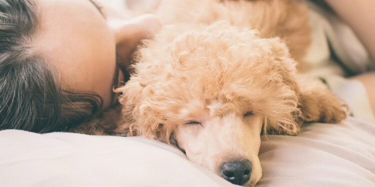 11 Pet-Friendly Hotels Your Dog (and You) Will Love