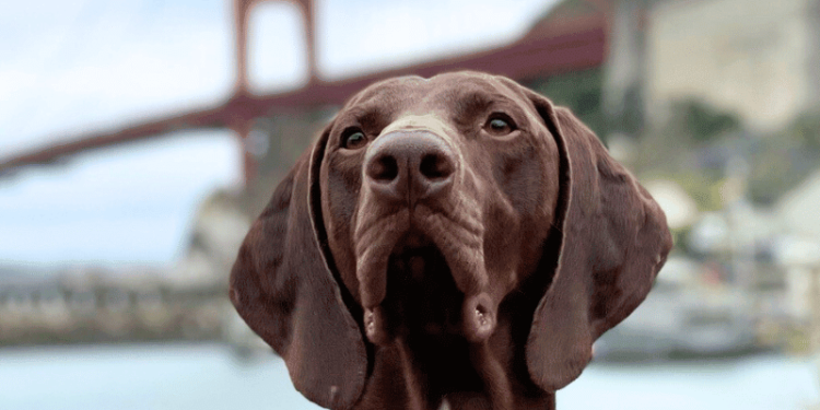 Meet the Dog Voted TSA’s Cutest Canine